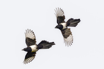 Plakat Magpie chase in the air.