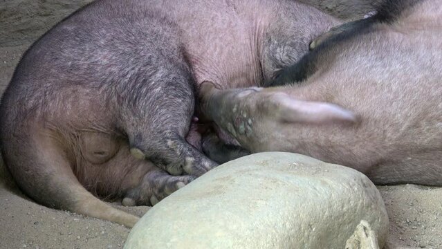 Orycteropus afer suckling on mother breast. Aardvark lying flat out on its back
