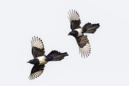 Magpie chase in the air.