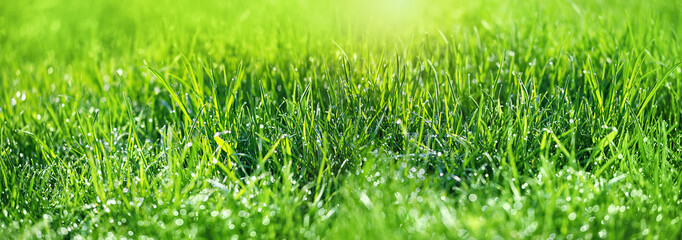 Beautiful meadow grass with drops dew close up. green grass texture, abstract blurred natural...
