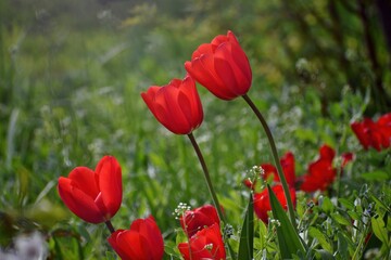 Red large tulips growing in a flower bed on a spring evening among the grass on a natural blurred background, close-up, side view.