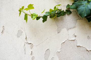Dirty aged light concrete wall with cracks and spots and green climbing plants on it as a frame, background for text in vintage style