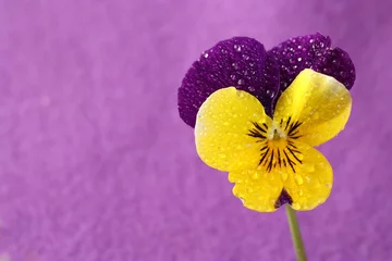 Selbstklebende Fototapeten flower © Agnieszka