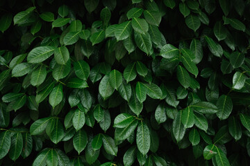 Green leaves pattern background. Small green leaves texture background. Clean environment. Ornamental plant in the garden. Organic natural background. Many leaves reduce dust in air.