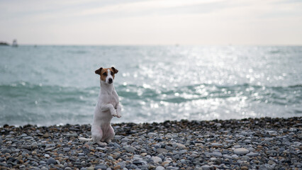 Jack Russell Terrier dog on a pebble beach near the sea. 