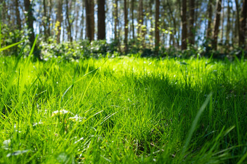 Green grass in the rays of the spring sun, against the backdrop of trees and a blue sky, in the forest.