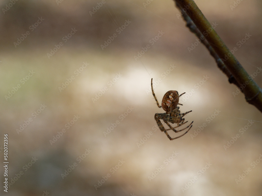 Wall mural spider