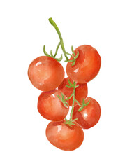 Watercolor tomatoes on a branch. Hand-drawn illustration isolated on the white background