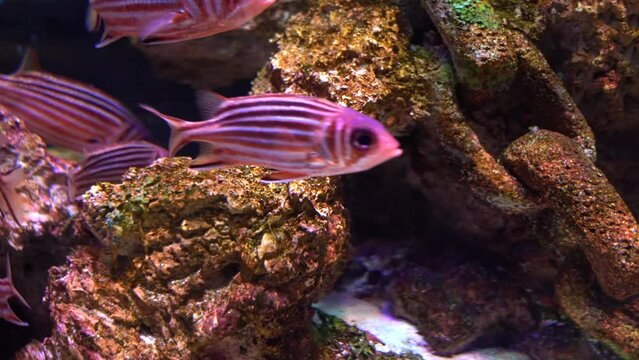 Sargocentron diadema, known commonly as the crowned squirrelfish. Squirrelfish in general are large, active, nocturnal fish which are usually red in color