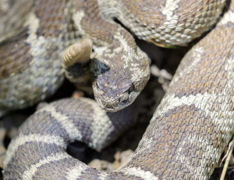 Northern Pacific Rattlesnake coiled and rattling in defensive posture. Joseph D Grant Ranch County Park, California, USA.