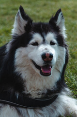 Hund. Tempelhofer Feld.