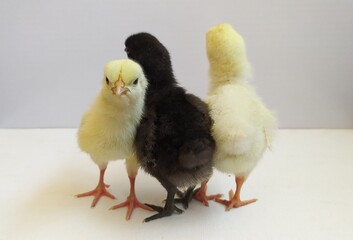 Brood or group of newborn or just hatch yellow and black angry face baby chick or chicken cute and adorable soft fluffy feather hair isolated on white background with copy space. Closeup side view.