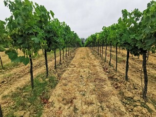 Winorośl rosnąca w winnicy na wsi toskańskiej na tle nieba