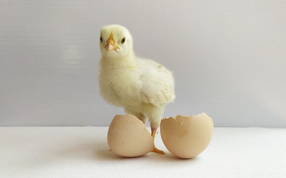 Newborn or just hatch baby chick or chicken coming out and standing near cracked egg shell with cute and adorable soft yellow feather hair isolated on white background with copy space. Closeup view.
