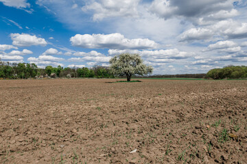 Obraz premium View of a spring plowed field, a blooming tree, and a beautiful sky with clouds
