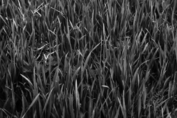 Texture, grass pattern in the field