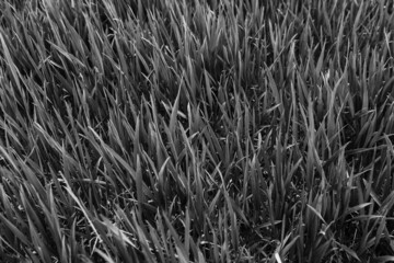 Texture, grass pattern in the field