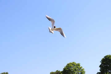 seagull in flight