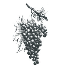 Illustration with grapes. Vector. Hand drawn.