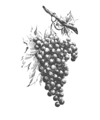 Illustration with grapes. Vector. Hand drawn.
