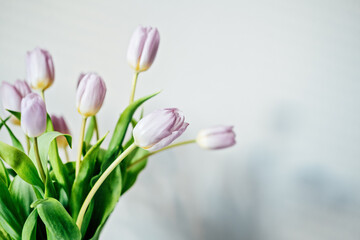 Mother day mockup closeup tulip flowers. Minimal Banner mockup with lilac tulip flowers on white table and light wall background. Bouquet of delicate spring tulips in a minimalist style