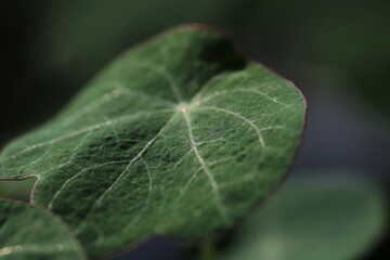 Nahaufnahme grünes Blatt