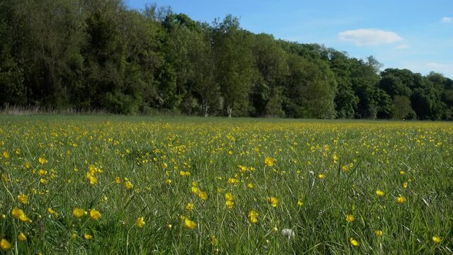 4K seamless loop of a buttercup meadow in the sun.  Background