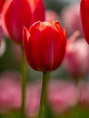 red tulip on a green