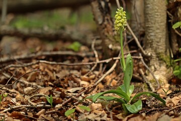Blasses Knabenkraut (Orchis pallens).