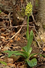 Blasses Knabenkraut (Orchis pallens).
