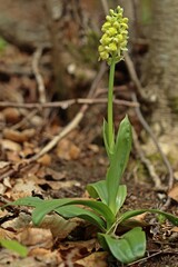 Blasses Knabenkraut (Orchis pallens).