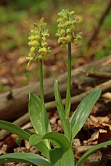 Blasses Knabenkraut (Orchis pallens).