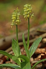 Blasses Knabenkraut (Orchis pallens).