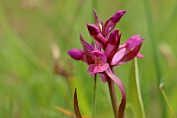 Violettes Holunder-Knabenkraut (Dactylorhiza sambucina).