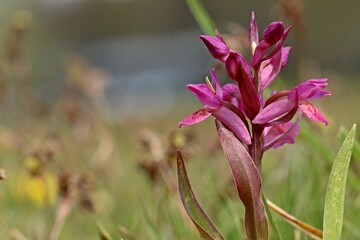 Violettes Holunder-Knabenkraut (Dactylorhiza sambucina).
