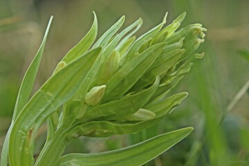 Knospendes gelbes Holunder-Knabenkraut (Dactylorhiza sambucina)