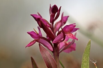 Violettes Holunder-Knabenkraut (Dactylorhiza sambucina).