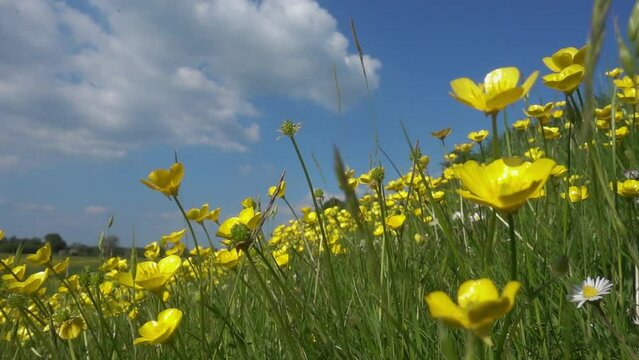 slow motion seamless looping background of buttercups in a meadow, sunshine