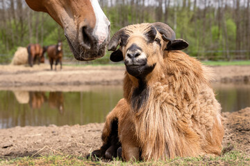 Fototapeta premium Horse and ram. Animals on the ranch. Cameroonian sheep. Friendship of animals in the pasture. Summer sunny