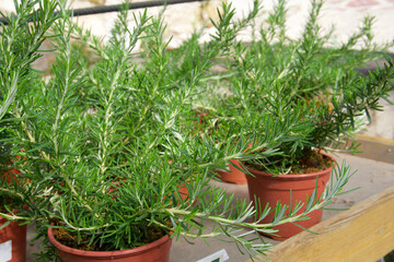 potted rosemary in the morning