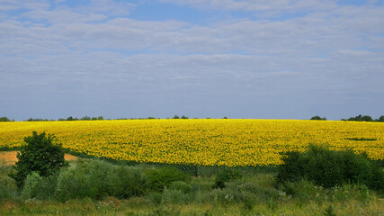 Rural Landscape with Sunfower Field in Ukraine