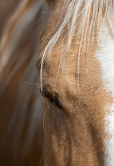 Portrait of a horse. A beautiful relaxed palomino quarter horse. Closed eye. Calm no stress