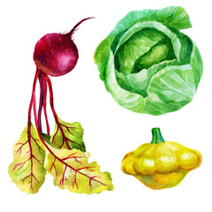 Watercolor illustration, set. Cabbage, beets, squash. Watercolor drawing of vegetables.