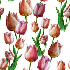 Watercolor illustration, tulip flower. Pink tulip bud in watercolor on a white background.