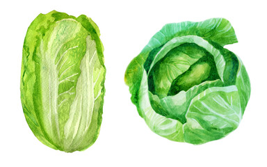 Watercolor illustration, set. Cabbage. Watercolor drawing of vegetables.