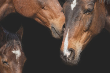 Obraz premium Heads of bay horses on a black background. Detail up close. Background with space for text