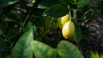 Small citrus fruits hanging from branch between green leaves in vegetable garden horizontal