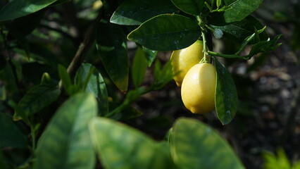 Small citrus fruits hanging from branch between green leaves in vegetable garden horizontal