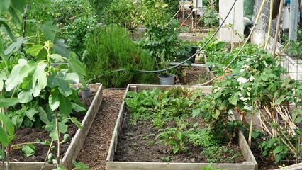 Vegetable garden raised beds in greenhouse growing horizontal