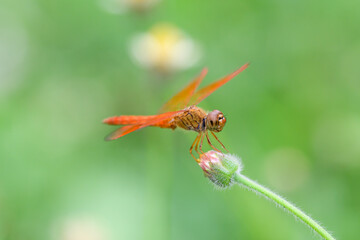 
Orange dragonfly perched on a flower on the ground in a park with green grass after a rainy day and the sun shines down on it. Very refreshing. Sunlight.